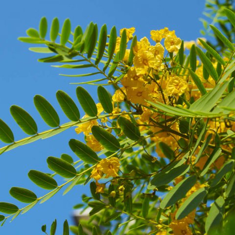 TIPUANA TIPU
