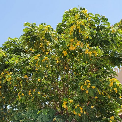 TIPUANA TIPU