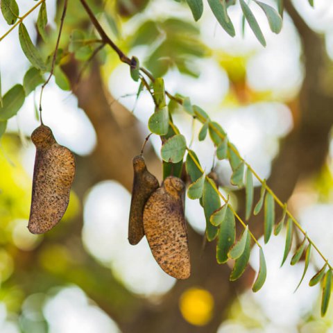 TIPUANA TIPU