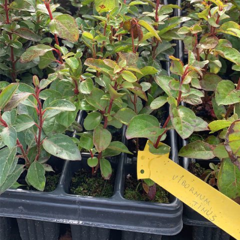 VIBURNUM TINUS - Durillo