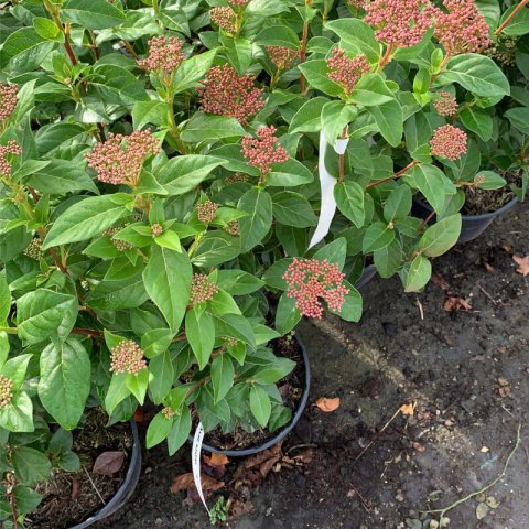 VIBURNUM TINUS - Maceta 2L - 2 L. Pot - Pot 2 L.