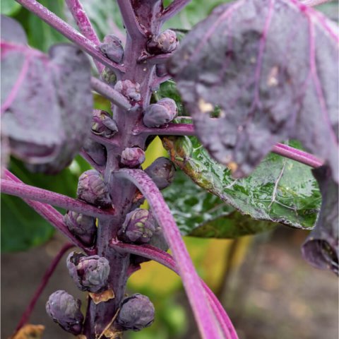 BRASSICA OLERACEA var. GEMMIFERA - COL DE BRUSELAS Red