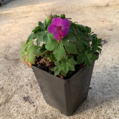 GERANIUM MACRORRHIZUM - Geranio blgaro