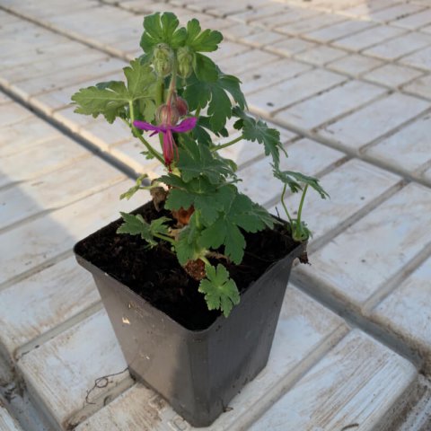 GERANIUM MACRORRHIZUM - Geranio blgaro