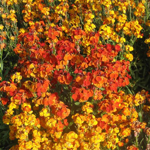 ERYSIMUM CHEIRI - Common Wallflower