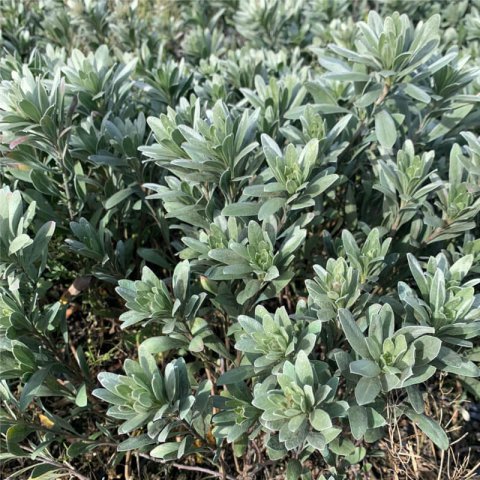 CONVOLVULUS CNEORUM - Campanilla plateada