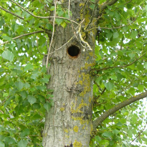 POPULUS NIGRA - lamo negro, Chopo