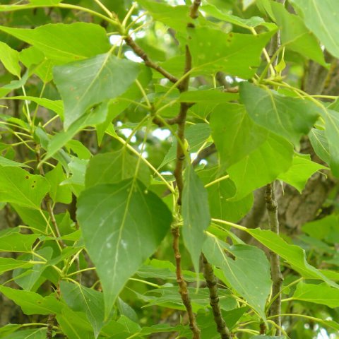 POPULUS NIGRA - lamo negro, Chopo