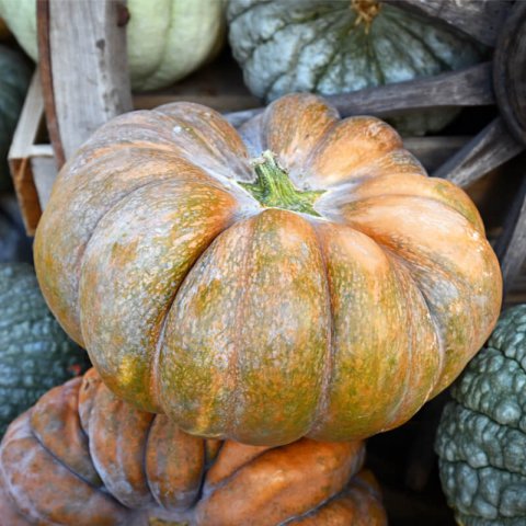 CUCURBITA MOSCHATA - CALABAZA Muscade de Provence