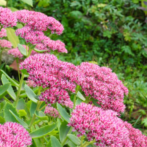 SEDUM SPECTABILE Herbstfreude (S. Autumn Joy)
