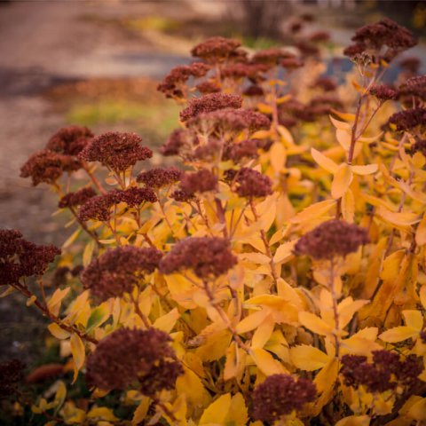 SEDUM SPECTABILE Herbstfreude (S. Autumn Joy)