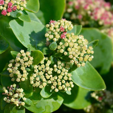 SEDUM SPECTABILE HERBSTFREUDE (S. Autumn Joy)