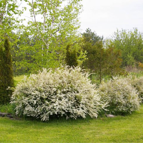 SPIRAEA x ARGUTA