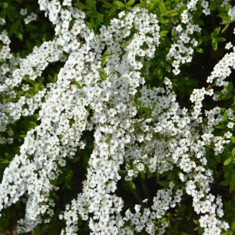SPIRAEA x ARGUTA