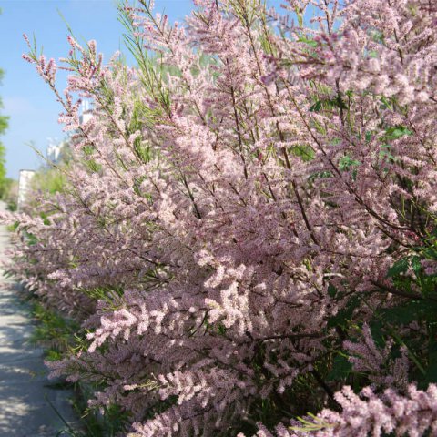 TAMARIX RAMOSISSIMA - Tamarindo rosa