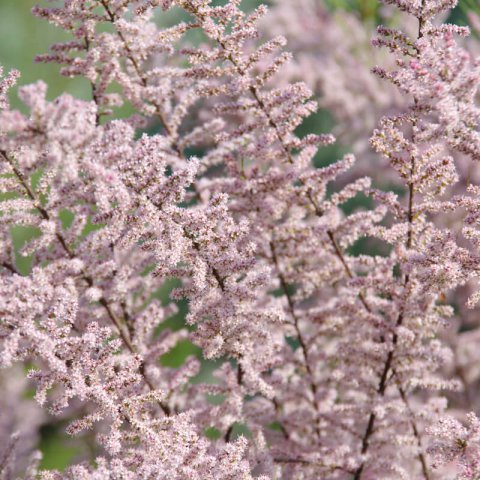 TAMARIX RAMOSISSIMA - Tamarindo rosa