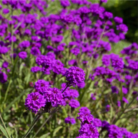 VERBENA RIGIDA