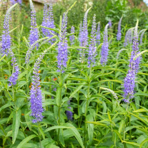 VERONICA LONGIFOLIA Blue Shades