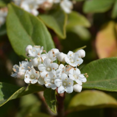 VIBURNUM TINUS Giganteum