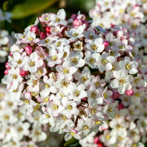 VIBURNUM x BURKWOODII