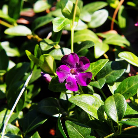 VINCA MINOR Atropurpurea