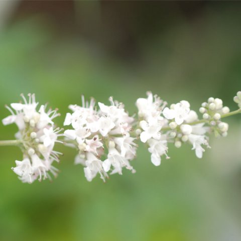VITEX AGNUS-CASTUS Albus - Sauzgatillo blanco