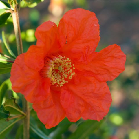 PUNICA GRANATUM Maxima Rubra