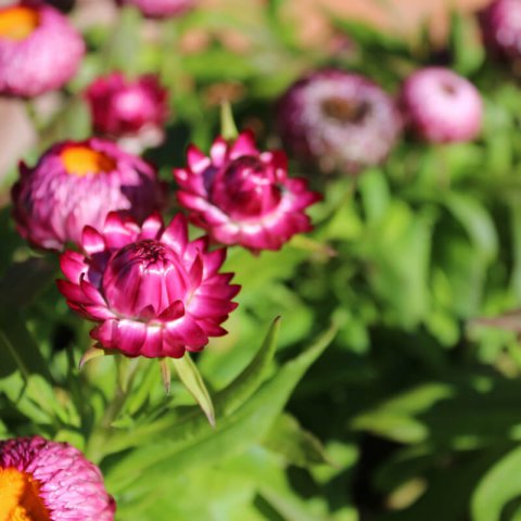 HELICHRYSUM BRACTEATUM Extra Dwarf Mixed