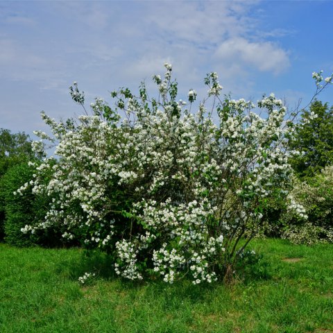 PHILADELPHUS CORONARIUS