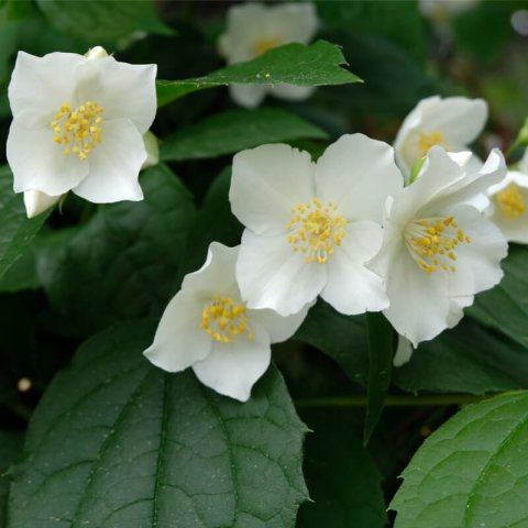 PHILADELPHUS CORONARIUS - Mock Orange