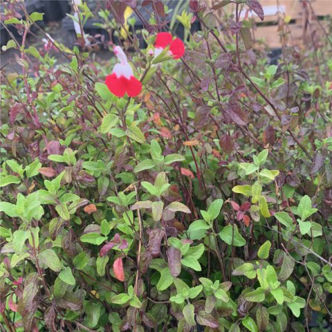 SALVIA MICROPHYLLA Pink Lips