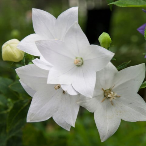 PLATYCODON GRANDIFLORUS blanco - Campanilla china blanca