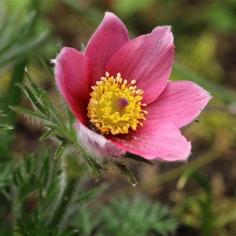 PULSATILLA VULGARIS Pink Bells - Pink Bellflower, Pink poinsettia
