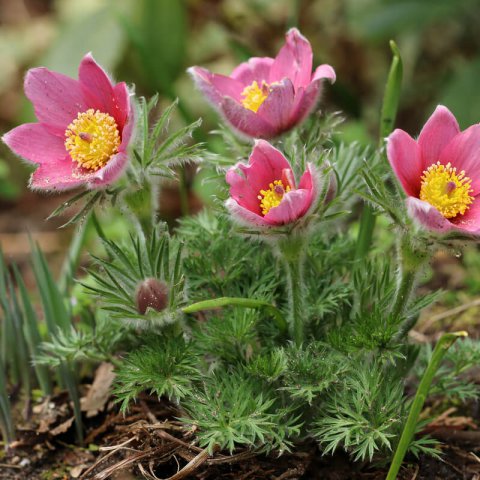 PULSATILLA VULGARIS Pink Bells - Campanule rose, Poinsettia rose