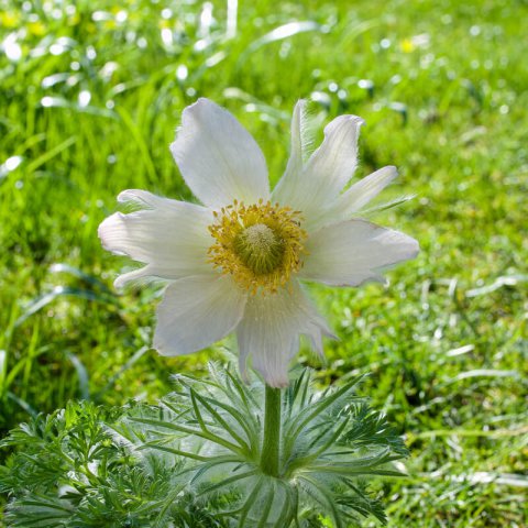 PULSATILLA VULGARIS White Bells - White bell flower, White poinsettia