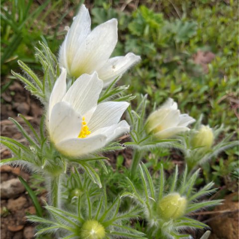 PULSATILLA VULGARIS White Bells - White bell flower, White poinsettia