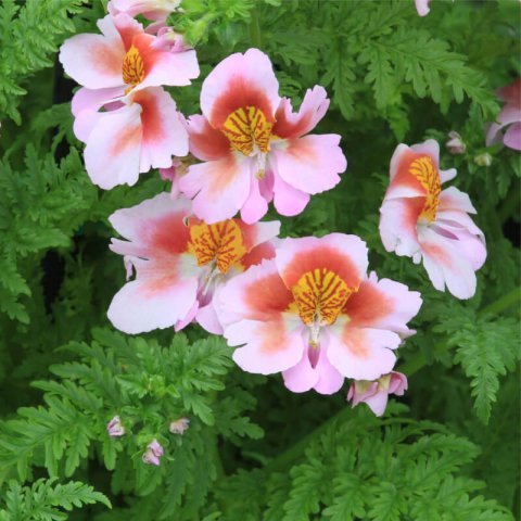 SCHIZANTHUS WISETONENSIS
