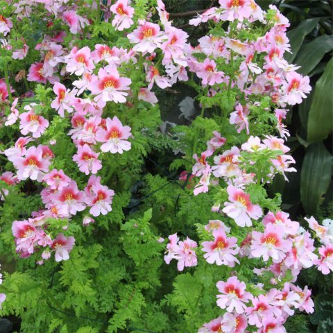 SCHIZANTHUS WISETONENSIS