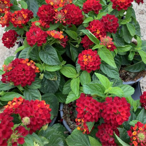 LANTANA CAMARA - Spanish Flag, Lantana