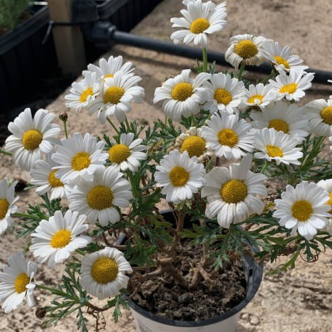 ARGYRANTHEMUM FRUTESCENS - Marguerite blanche de Paris