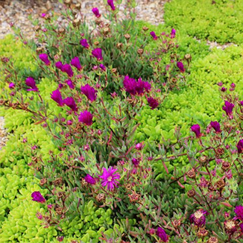LAMPRANTHUS AURANTIACUS morado