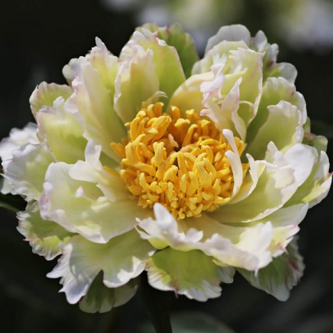 PAEONIA LACTIFLORA - Chinese Peony Green Lotus