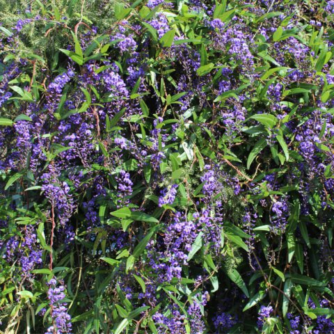 HARDENBERGIA VIOLACEA - Vine Lilac #1