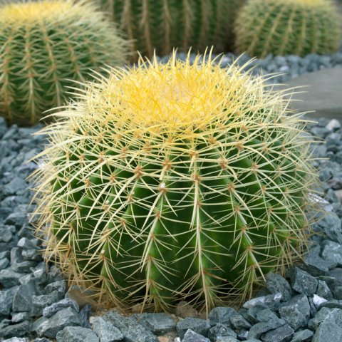 ECHINOCACTUS GRUSONII - Golden Barrel Cactus