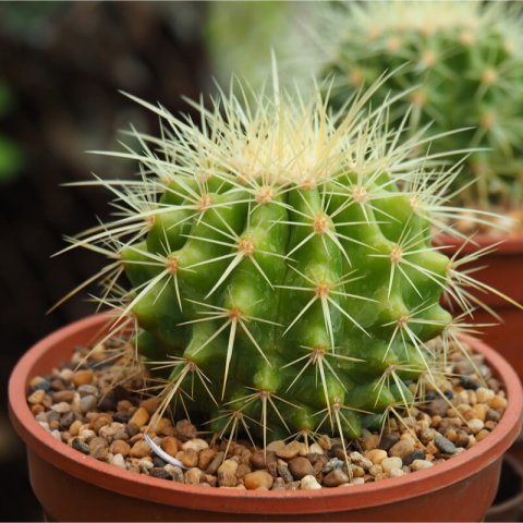 ECHINOCACTUS GRUSONII - Golden Barrel Cactus