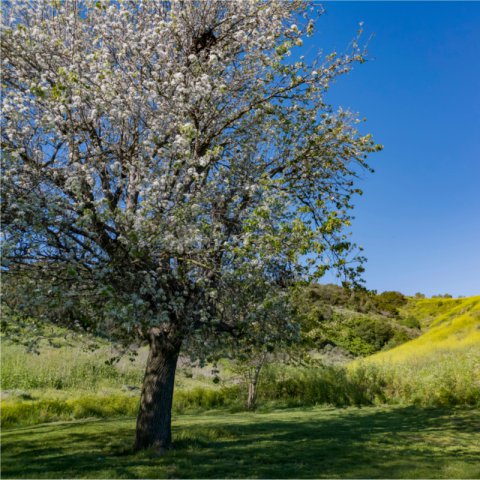 PYRUS CALLERYANA - Callery Pear