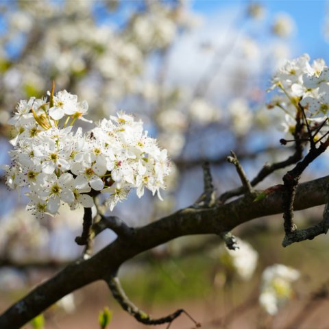 PYRUS CALLERYANA