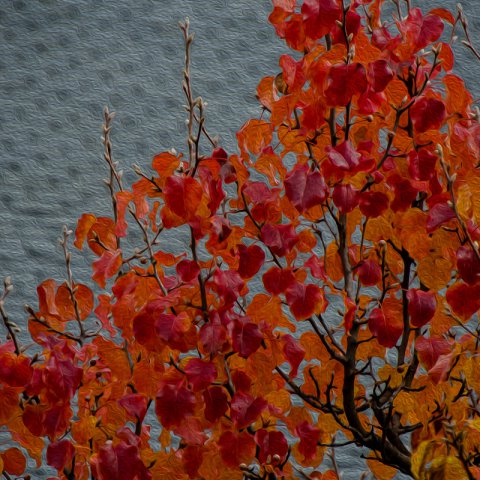 PYRUS CALLERYANA