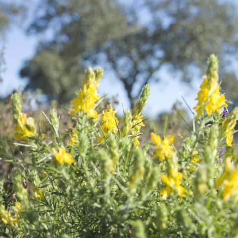 ULEX PARVIFLORUS