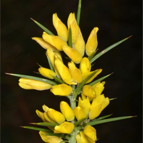 ULEX PARVIFLORUS